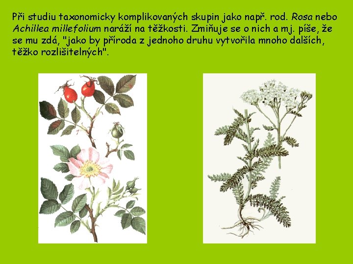 Při studiu taxonomicky komplikovaných skupin jako např. rod. Rosa nebo Achillea millefolium naráží na Při studiu taxonomicky komplikovaných skupin jako např. rod. Rosa nebo Achillea millefolium naráží na
