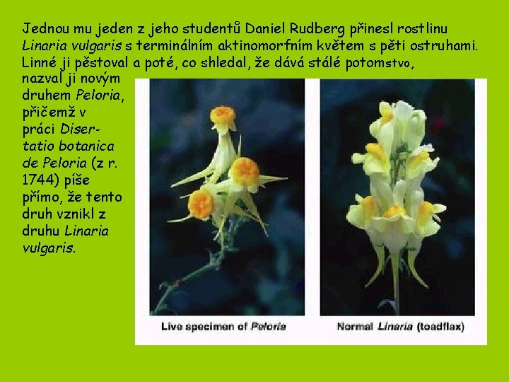 Jednou mu jeden z jeho studentů Daniel Rudberg přinesl rostlinu Linaria vulgaris s terminálním Jednou mu jeden z jeho studentů Daniel Rudberg přinesl rostlinu Linaria vulgaris s terminálním