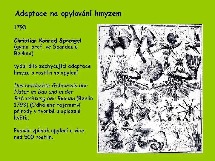 Adaptace na opylování hmyzem 1793 Christian Konrad Sprengel (gymn. prof. ve Spandau u Berlína) Adaptace na opylování hmyzem 1793 Christian Konrad Sprengel (gymn. prof. ve Spandau u Berlína)