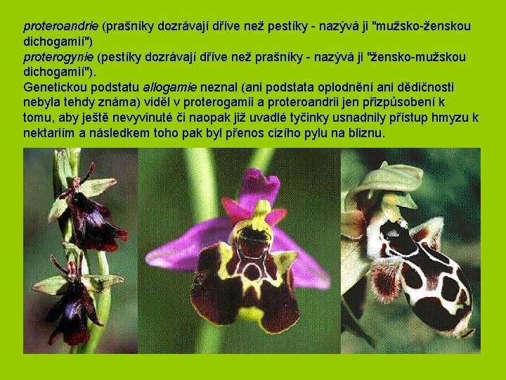proteroandrie (prašníky dozrávají dříve než pestíky - nazývá ji "mužsko-ženskou dichogamií") proterogynie (pestíky dozrávají proteroandrie (prašníky dozrávají dříve než pestíky - nazývá ji "mužsko-ženskou dichogamií") proterogynie (pestíky dozrávají