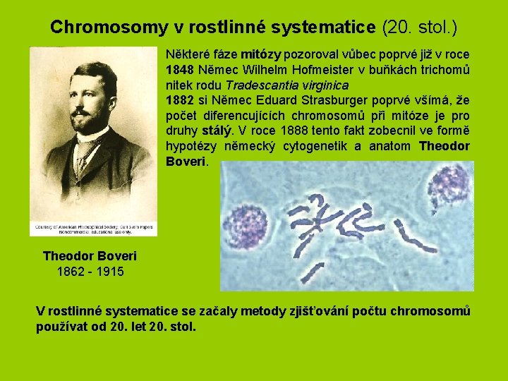 Chromosomy v rostlinné systematice (20. stol. ) Některé fáze mitózy pozoroval vůbec poprvé již Chromosomy v rostlinné systematice (20. stol. ) Některé fáze mitózy pozoroval vůbec poprvé již