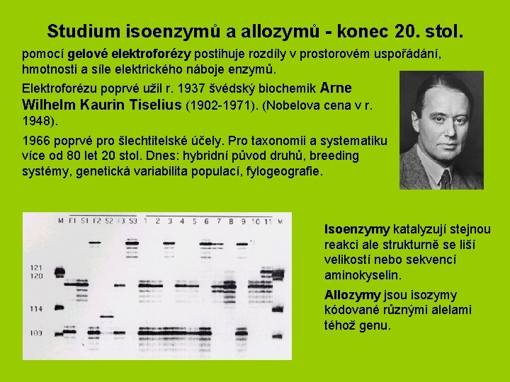 Studium isoenzymů a allozymů - konec 20. stol. pomocí gelové elektroforézy postihuje rozdíly v Studium isoenzymů a allozymů - konec 20. stol. pomocí gelové elektroforézy postihuje rozdíly v