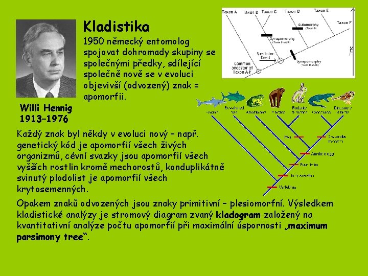 Kladistika Willi Hennig 1913– 1976 1950 německý entomolog spojovat dohromady skupiny se společnými předky, Kladistika Willi Hennig 1913– 1976 1950 německý entomolog spojovat dohromady skupiny se společnými předky,