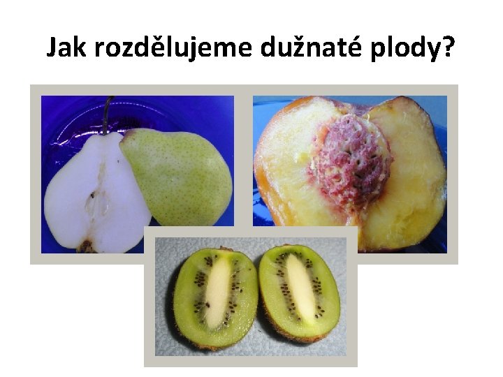 Jak rozdělujeme dužnaté plody? 