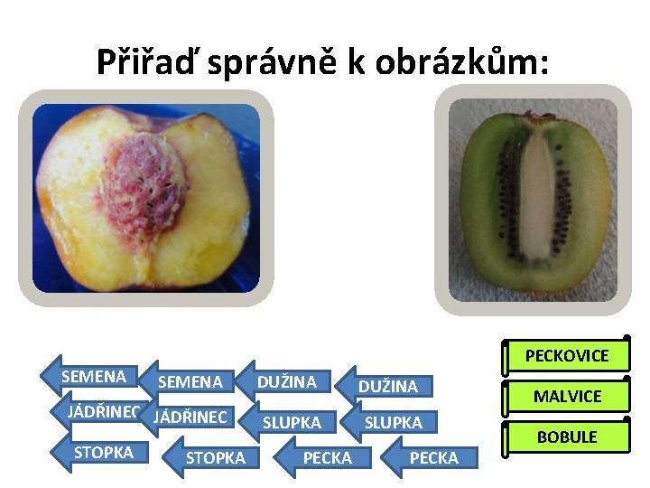 Přiřaď správně k obrázkům: SEMENA PECKOVICE SEMENA DUŽINA JÁDŘINEC SLUPKA STOPKA PECKA MALVICE BOBULE