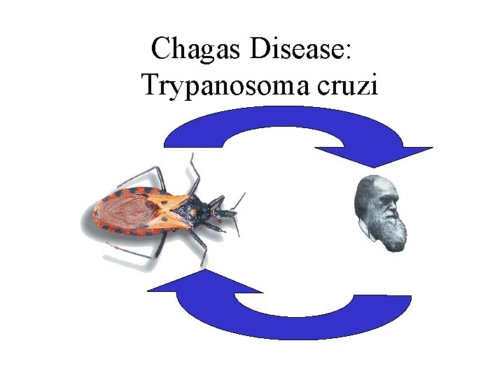 Chagas Disease: Trypanosoma cruzi 