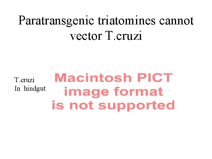 Paratransgenic triatomines cannot vector T. cruzi In hindgut 
