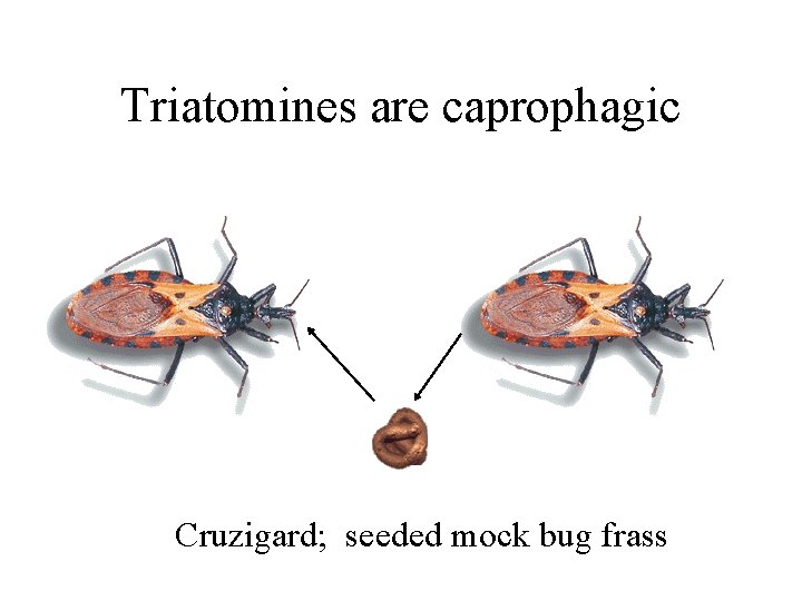 Triatomines are caprophagic Cruzigard; seeded mock bug frass 