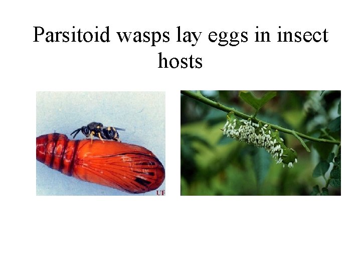 Parsitoid wasps lay eggs in insect hosts 