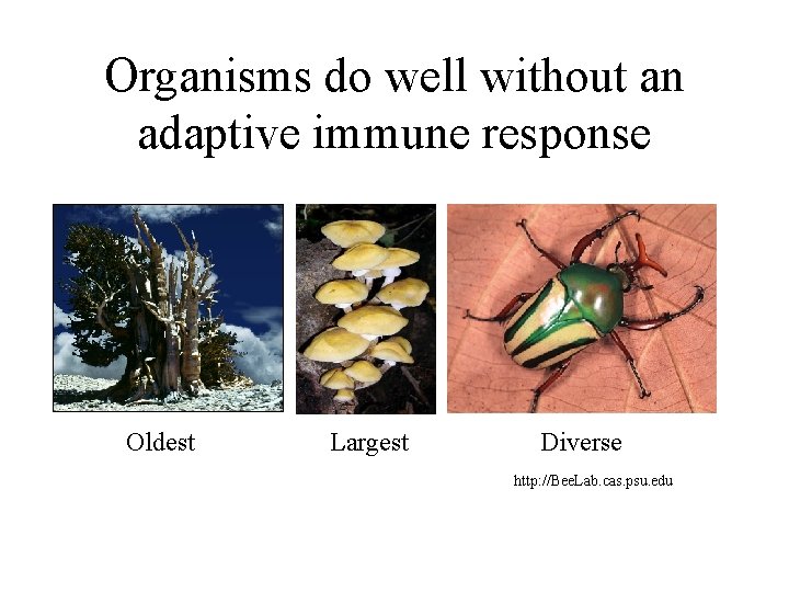 Organisms do well without an adaptive immune response Oldest Largest Diverse http: //Bee. Lab.