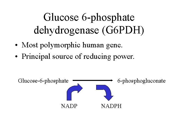 Glucose 6 -phosphate dehydrogenase (G 6 PDH) • Most polymorphic human gene. • Principal