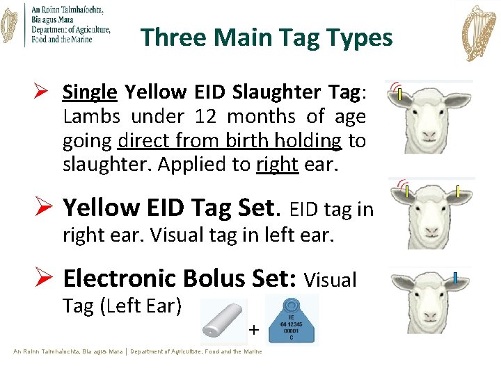 Three Main Tag Types Ø Single Yellow EID Slaughter Tag: Lambs under 12 months Three Main Tag Types Ø Single Yellow EID Slaughter Tag: Lambs under 12 months