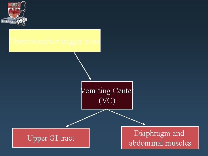 Chemoreceptor trigger zone Vomiting Center (VC) Upper GI tract Diaphragm and abdominal muscles 