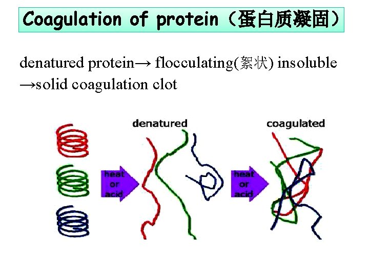 Coagulation of protein(蛋白质凝固) denatured protein→ flocculating(絮状) insoluble →solid coagulation clot Coagulation of protein(蛋白质凝固) denatured protein→ flocculating(絮状) insoluble →solid coagulation clot