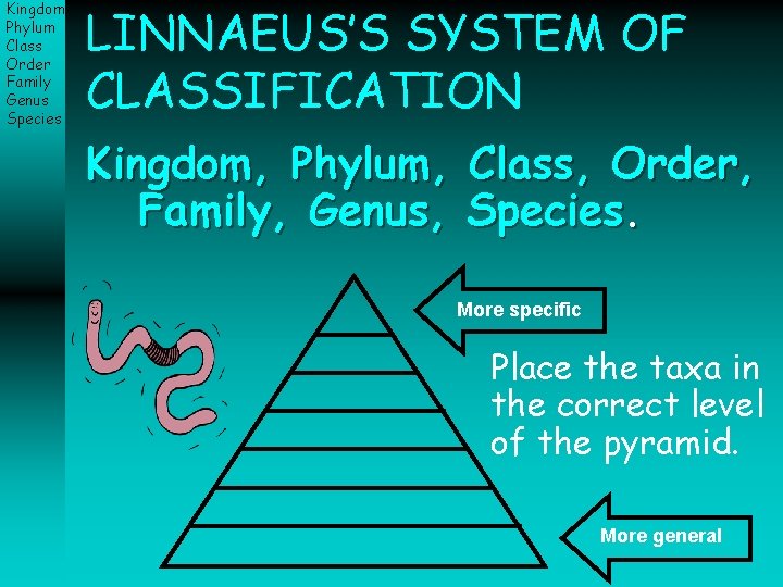 Kingdom Phylum Class Order Family Genus Species LINNAEUS’S SYSTEM OF CLASSIFICATION Kingdom, Phylum, Family,