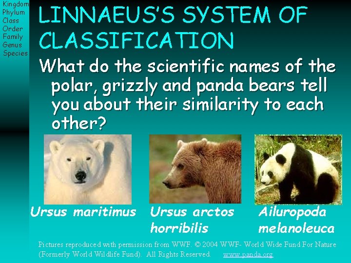 Kingdom Phylum Class Order Family Genus Species LINNAEUS’S SYSTEM OF CLASSIFICATION What do the