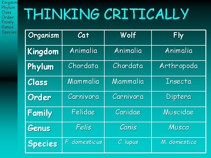 Kingdom Phylum Class Order Family Genus Species THINKING CRITICALLY Organism Cat Wolf Fly Kingdom