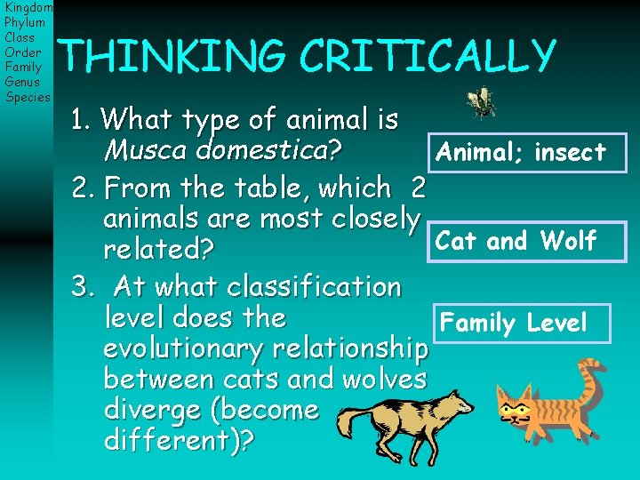 Kingdom Phylum Class Order Family Genus Species THINKING CRITICALLY 1. What type of animal