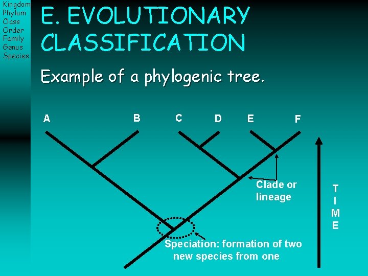 Kingdom Phylum Class Order Family Genus Species E. EVOLUTIONARY CLASSIFICATION Example of a phylogenic