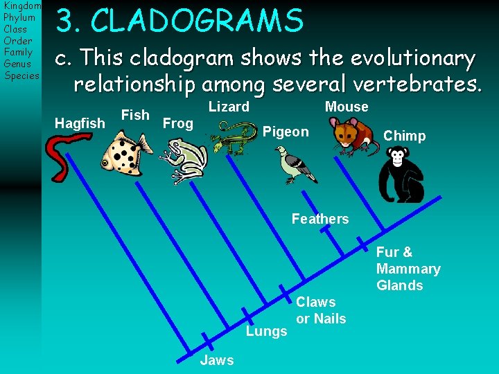 Kingdom Phylum Class Order Family Genus Species 3. CLADOGRAMS c. This cladogram shows the