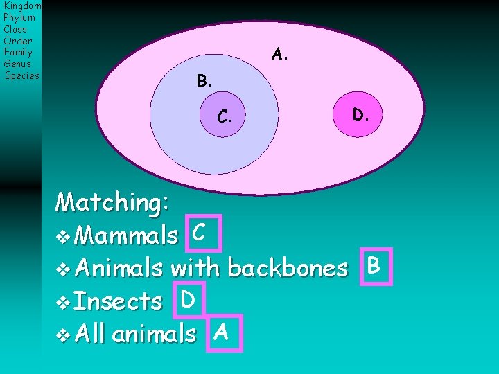 Kingdom Phylum Class Order Family Genus Species A. B. C. D. Matching: v Mammals