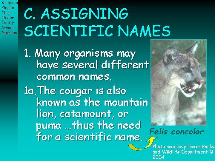 Kingdom Phylum Class Order Family Genus Species C. ASSIGNING SCIENTIFIC NAMES 1. Many organisms