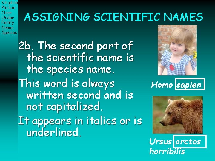 Kingdom Phylum Class Order Family Genus Species ASSIGNING SCIENTIFIC NAMES 2 b. The second