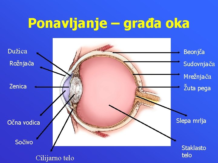 Ponavljanje – građa oka Dužica Beonjča Rožnjača Sudovnjača Mrežnjača Zenica Žuta pega Očna vodica