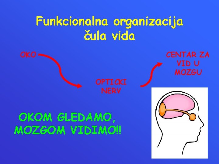 Funkcionalna organizacija čula vida OKO OPTICKI NERV OKOM GLEDAMO, MOZGOM VIDIMO!! CENTAR ZA VID