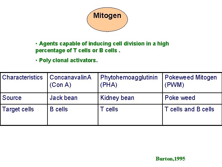 Mitogen • Agents capable of inducing cell division in a high percentage of T