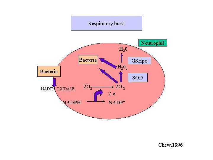 Respiratory burst Neutrophil H 2 0 Bacteria GSHpx H 202 Bacteria SOD NADPH OXIDASE