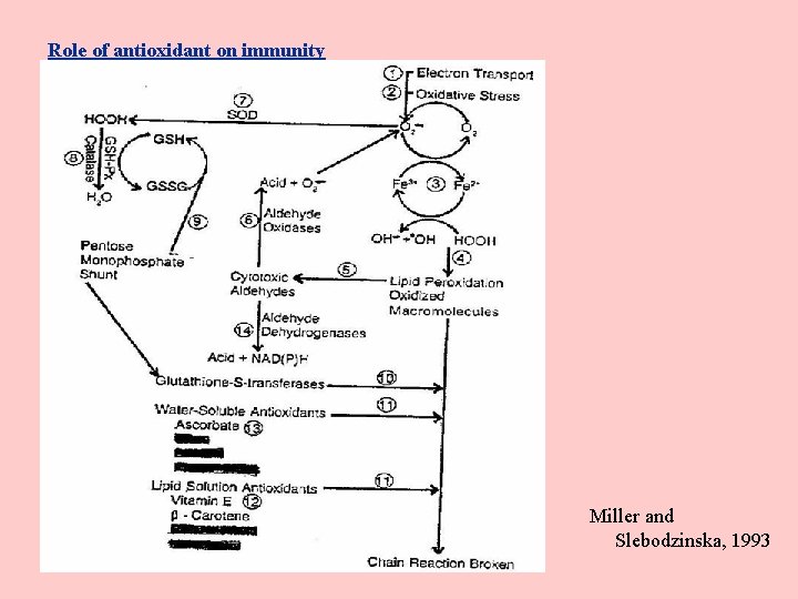 Role of antioxidant on immunity Miller and Slebodzinska, 1993 