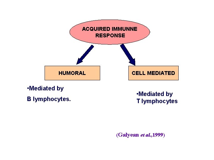 ACQUIRED IMMUNNE RESPONSE HUMORAL • Mediated by B lymphocytes. CELL MEDIATED • Mediated by