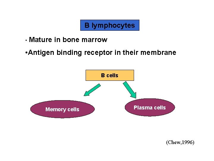 B lymphocytes • Mature in bone marrow • Antigen binding receptor in their membrane