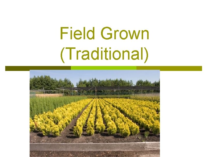 Field Grown (Traditional) 