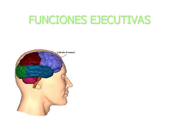 FUNCIONES EJECUTIVAS Actividad de un conjunto de procesos cognitivos vinculada al funcionamiento de los