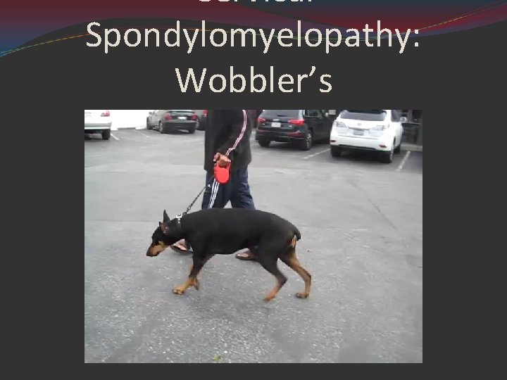 Cervical Spondylomyelopathy: Wobbler’s 