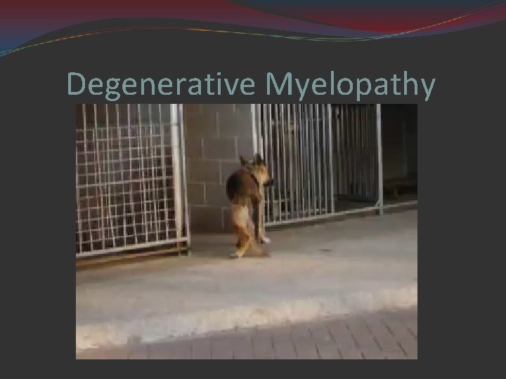 Degenerative Myelopathy 