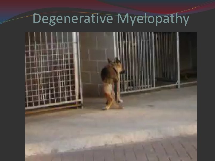 Degenerative Myelopathy 