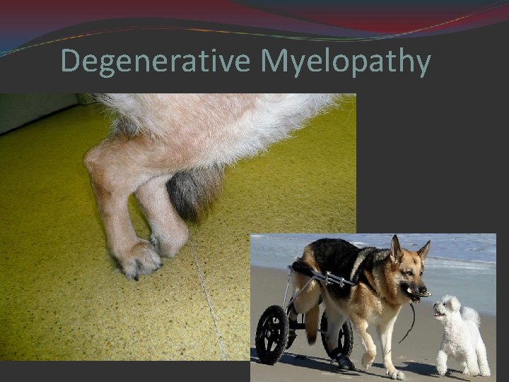 Degenerative Myelopathy 