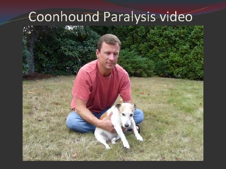 Coonhound Paralysis video 