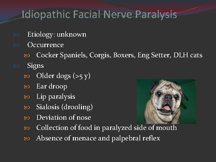 Idiopathic Facial Nerve Paralysis Etiology: unknown Occurrence Cocker Spaniels, Corgis, Boxers, Eng Setter, DLH