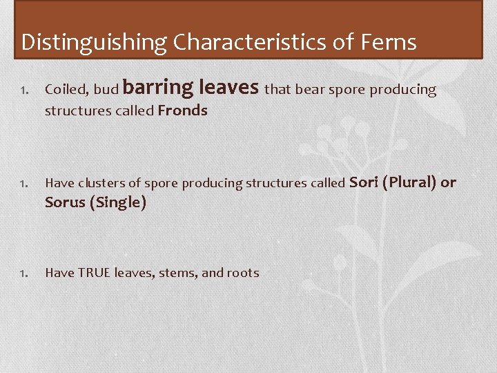 Distinguishing Characteristics of Ferns 1. Coiled, bud barring leaves that bear spore producing structures