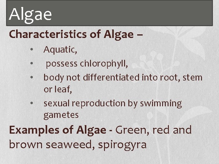 Algae Characteristics of Algae – • • Aquatic, possess chlorophyll, body not differentiated into