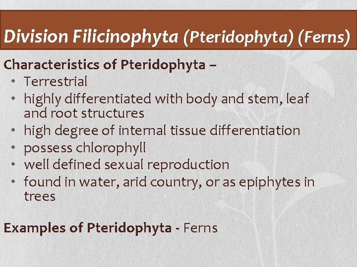 Division Filicinophyta (Pteridophyta) (Ferns) Characteristics of Pteridophyta – • Terrestrial • highly differentiated with