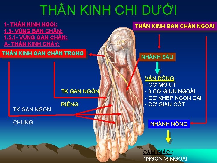 THẦN KINH CHI DƯỚI 1 - THẦN KINH NGỒI: 1. 5 - VÙNG BÀN