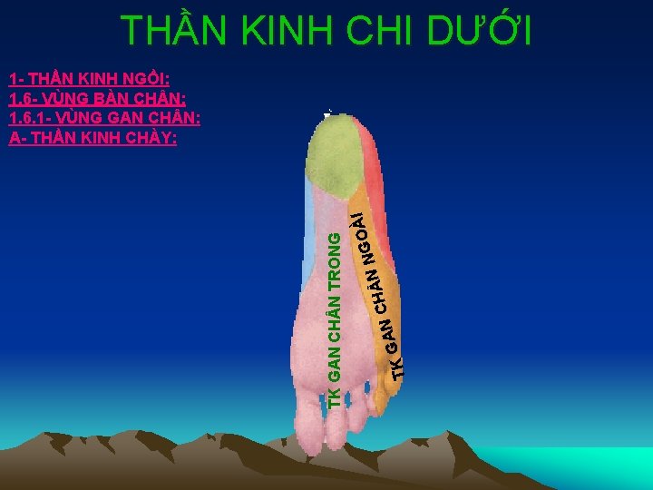 THẦN KINH CHI DƯỚI TK CH GAN OÀ G N N TK GAN CH