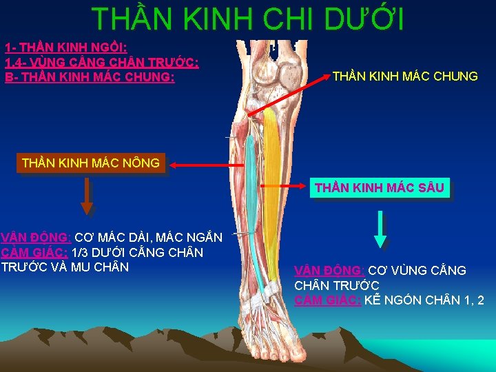 THẦN KINH CHI DƯỚI 1 - THẦN KINH NGỒI: 1. 4 - VÙNG CẲNG