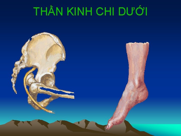 THẦN KINH CHI DƯỚI 