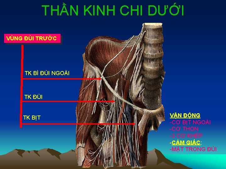 THẦN KINH CHI DƯỚI VÙNG ĐÙI TRƯỚC TK BÌ ĐÙI NGOÀI TK ĐÙI TK